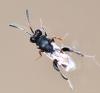 Haltichella rufipes